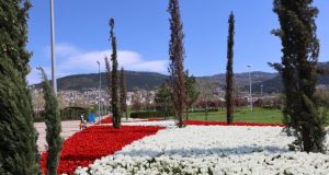 Baharın tüm renkleri Bursa’yı sardı