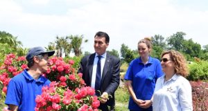 Tarihi İnkaya Çınarı Geleceğe Taşınıyor