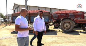 TONLARCA DOMATES RAMPALARDA ÇÜRÜYOR