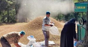 FINDIK DİYARI SOĞUKPINAR’DA HASAT ZAMANI