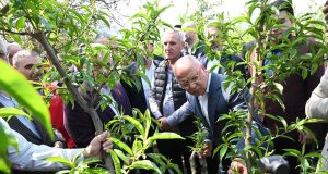ZİRAİ DON MAĞDURLARINA ‘YILDIRIM’ DESTEK