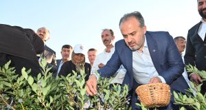 Büyükşehir’in tarlada izi var