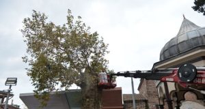 Bursa’nın asırlık çınarı koruma altına alındı