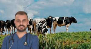 Bu Kadar Üç Maymun Oynanmaz