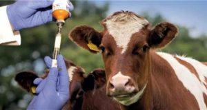 Mustafakemalpaşa’da Şap Karantinası Kısmi Olarak Kaldırıldı